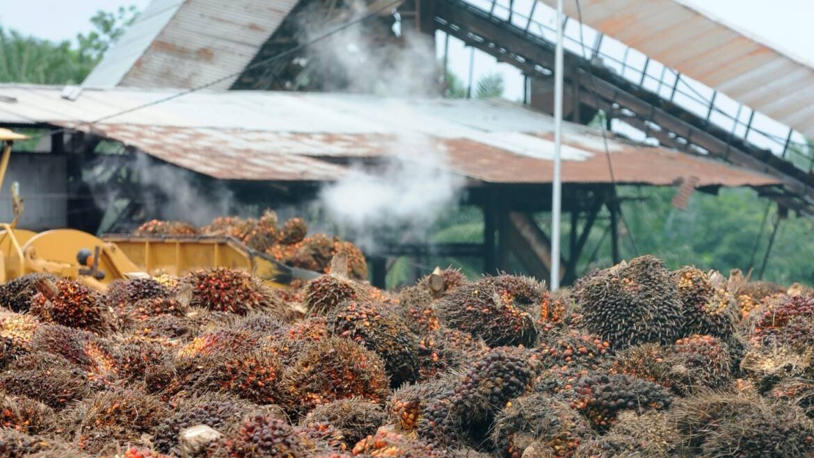 Perkebunan Sawit, Narasi Pembangunan, dan Jerat Kerja Paksa
